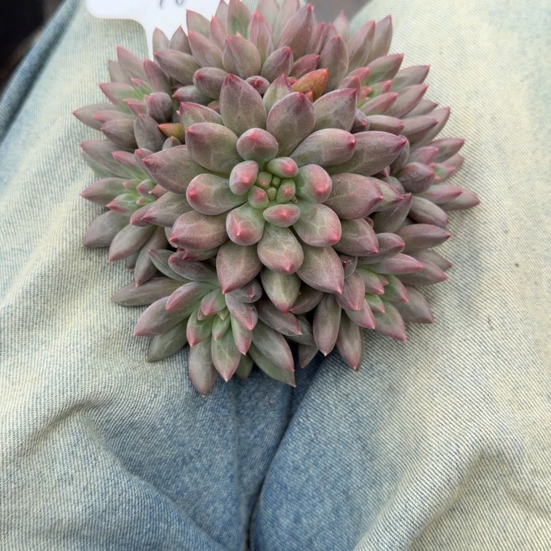 一物一拍水晶球sp完美捧花76