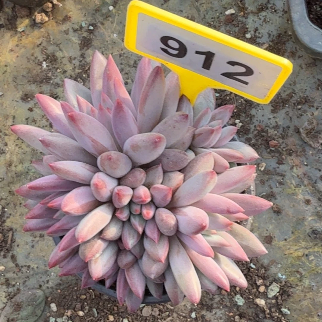 多肉植物虞美人912