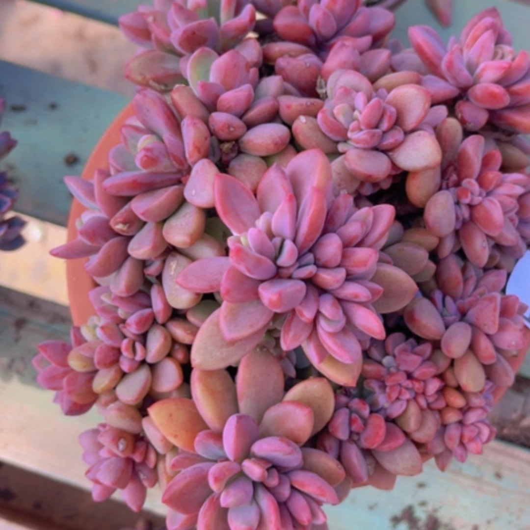 【闪购商品】紫心1872