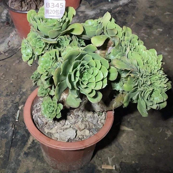 345绿羊绒缀化多肉法师多肉