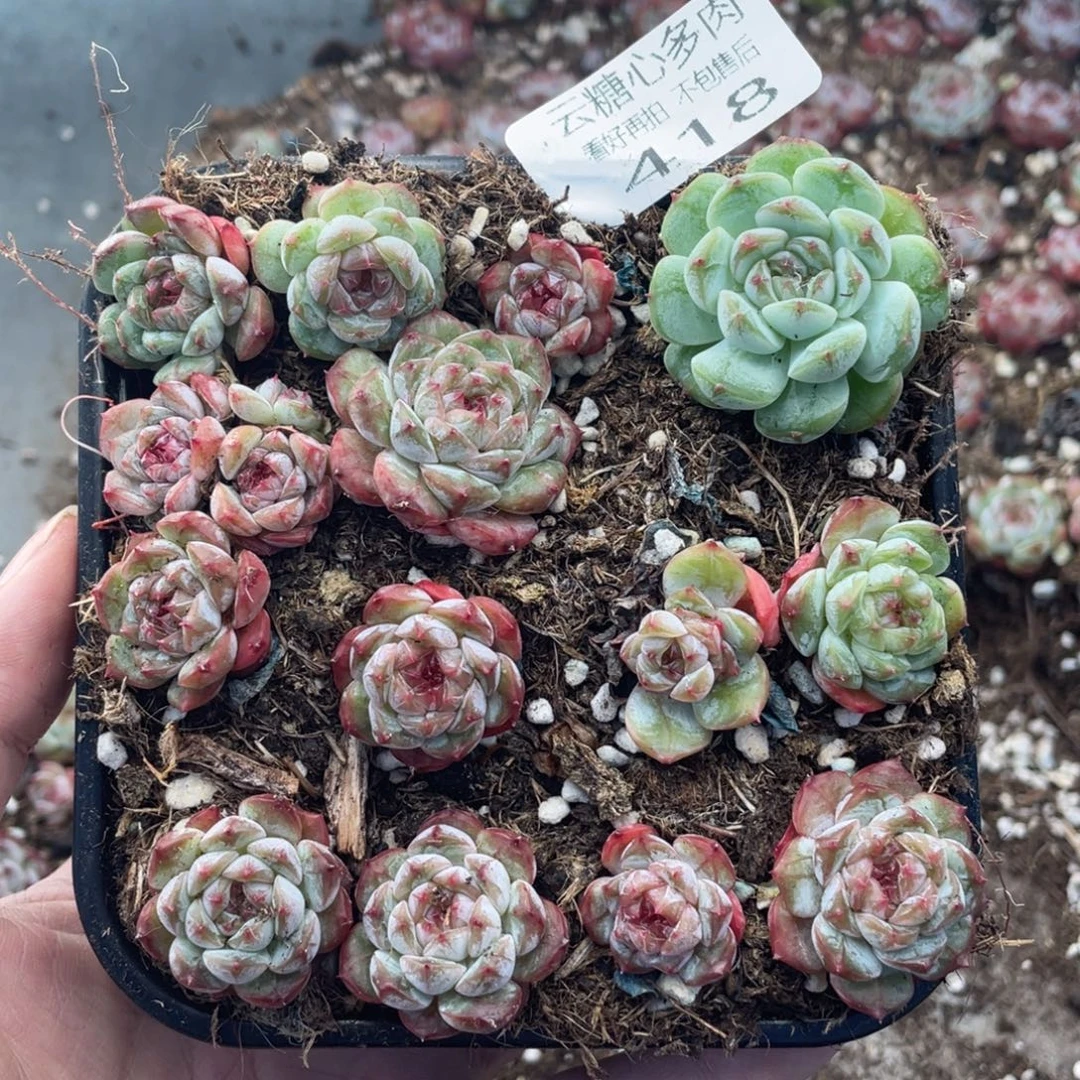 云糖心多肉植物418