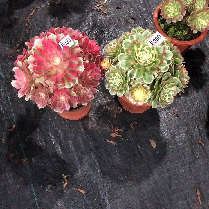 我***福俩颗多肉女巫海鲜08000000000000