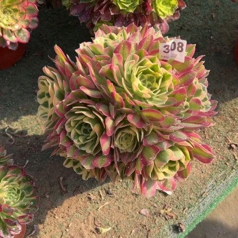 丽*308白凤朵朵多肉，