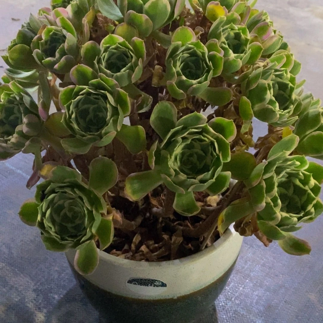 ༄***࿐老庄多肉植物3570000