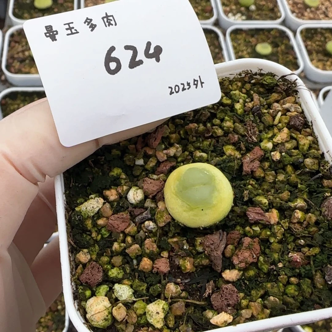 多肉多肉多肉2025-624