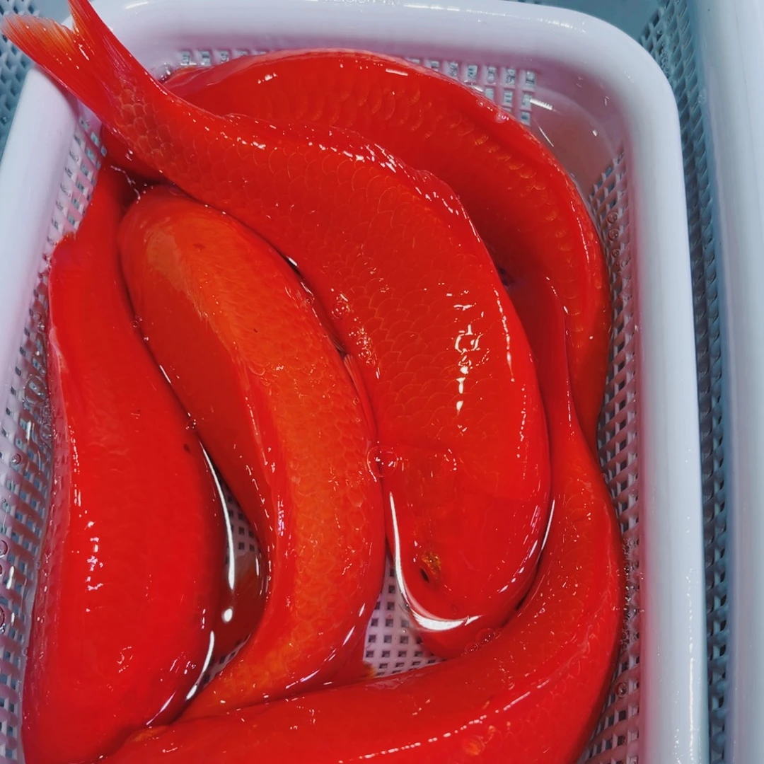锦鲤锦鲤冷水鱼观赏