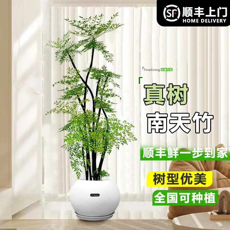 南天竺老桩室内办公室客厅客厅客厅客厅南天竹客厅绿植大盆栽