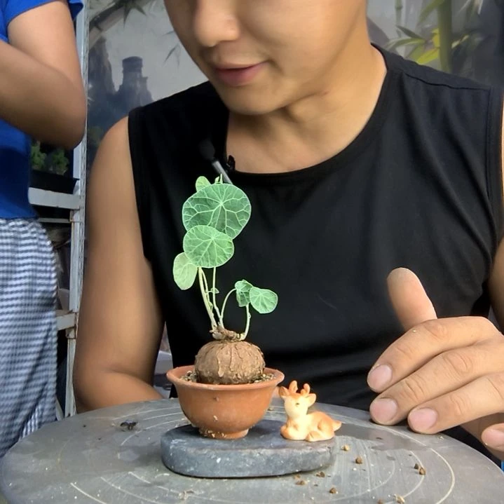 带**?中青园艺一物一拍11