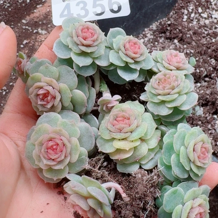 碳***丫多肉植物多肉植物