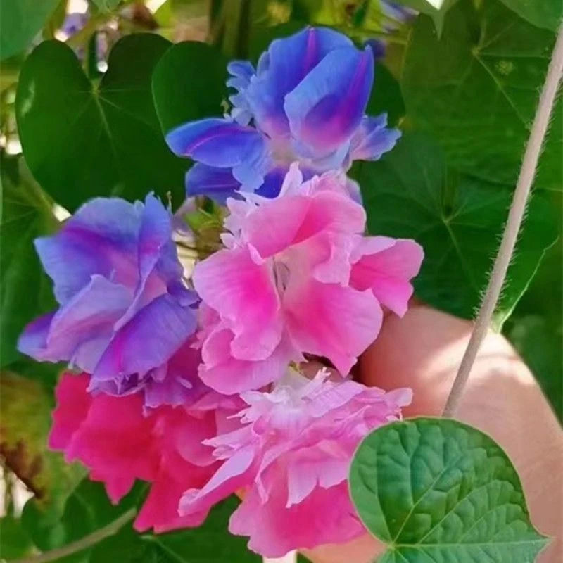 欧系重瓣碎瓣爬藤牵牛花种子庭院阳台四季播地栽盆栽攀爬花卉花籽