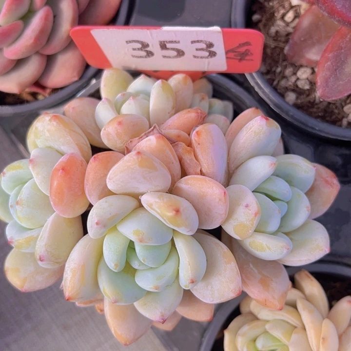 健健康康平平安安