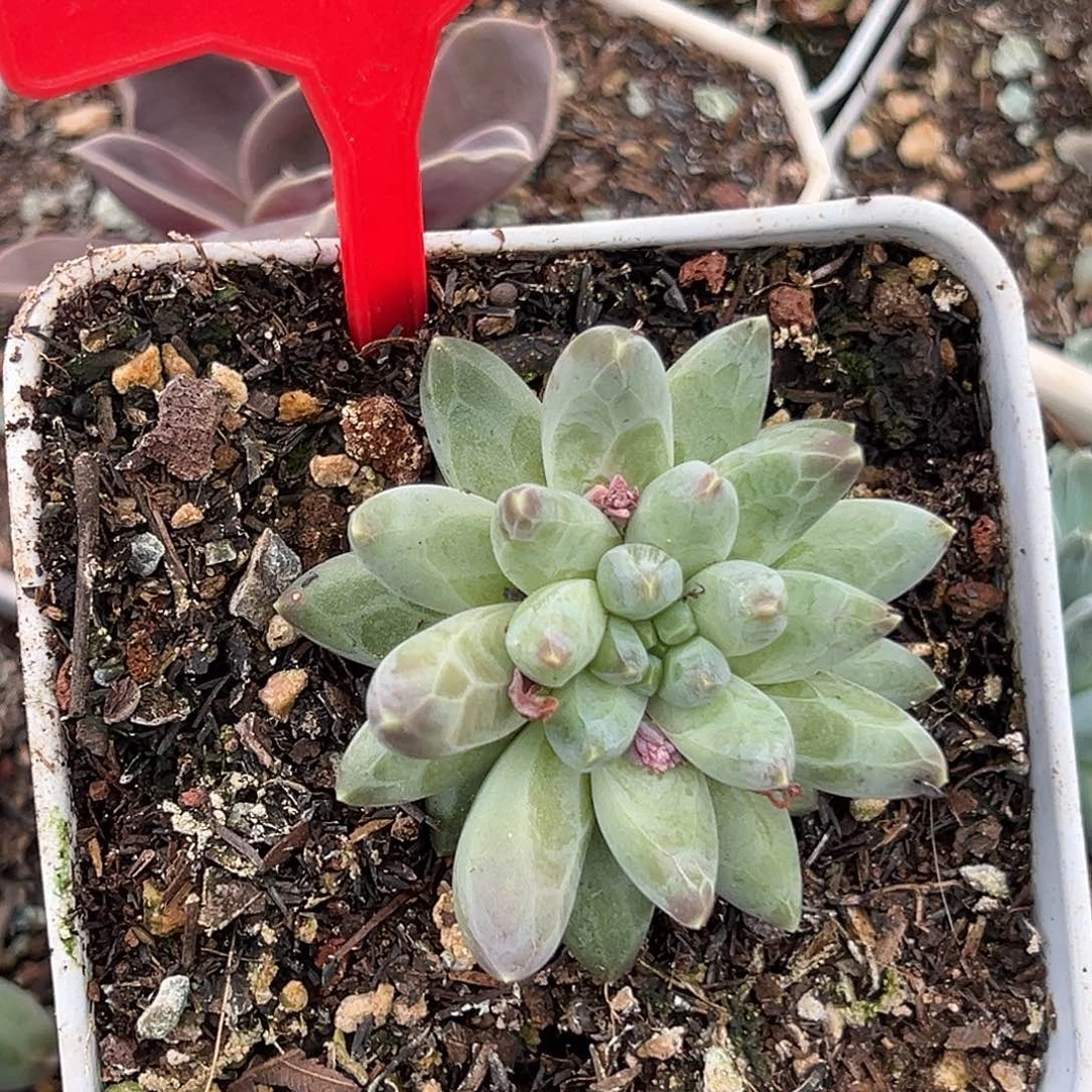 姜子牙多肉植物282