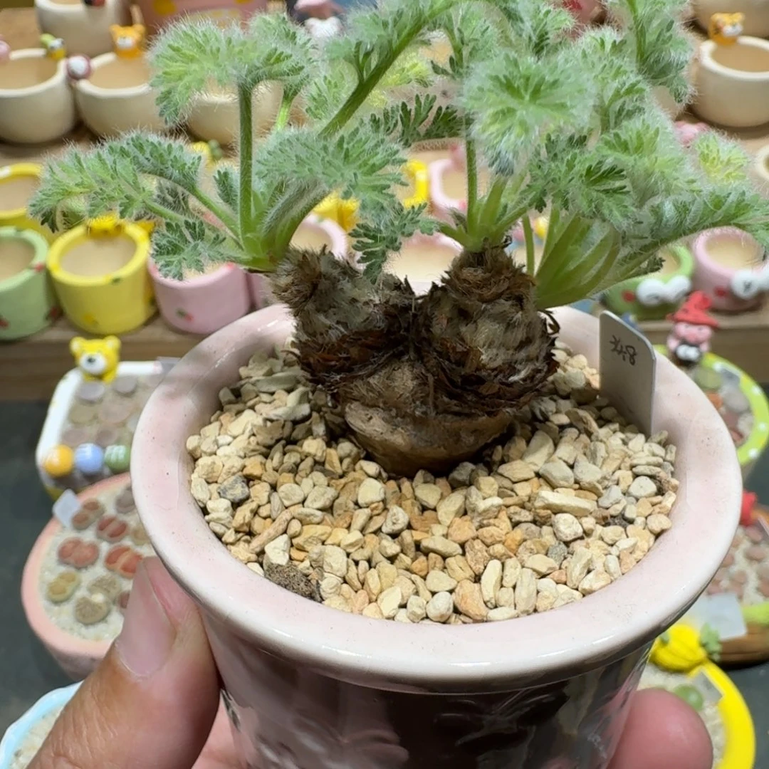 蘑菇1112雨叶洋葵多肉植物