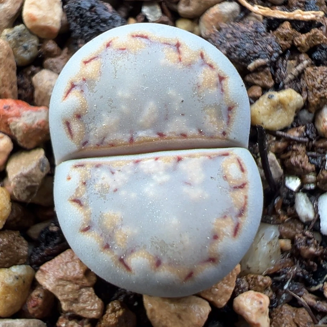 11.18好看的多肉脱土发货734