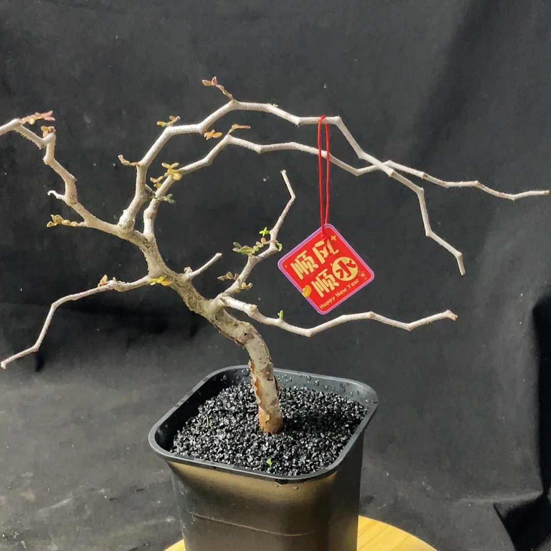 滔天橄榄66666666666666