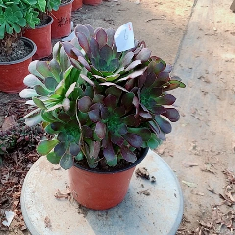 荷兰玫瑰多肉植物法师6