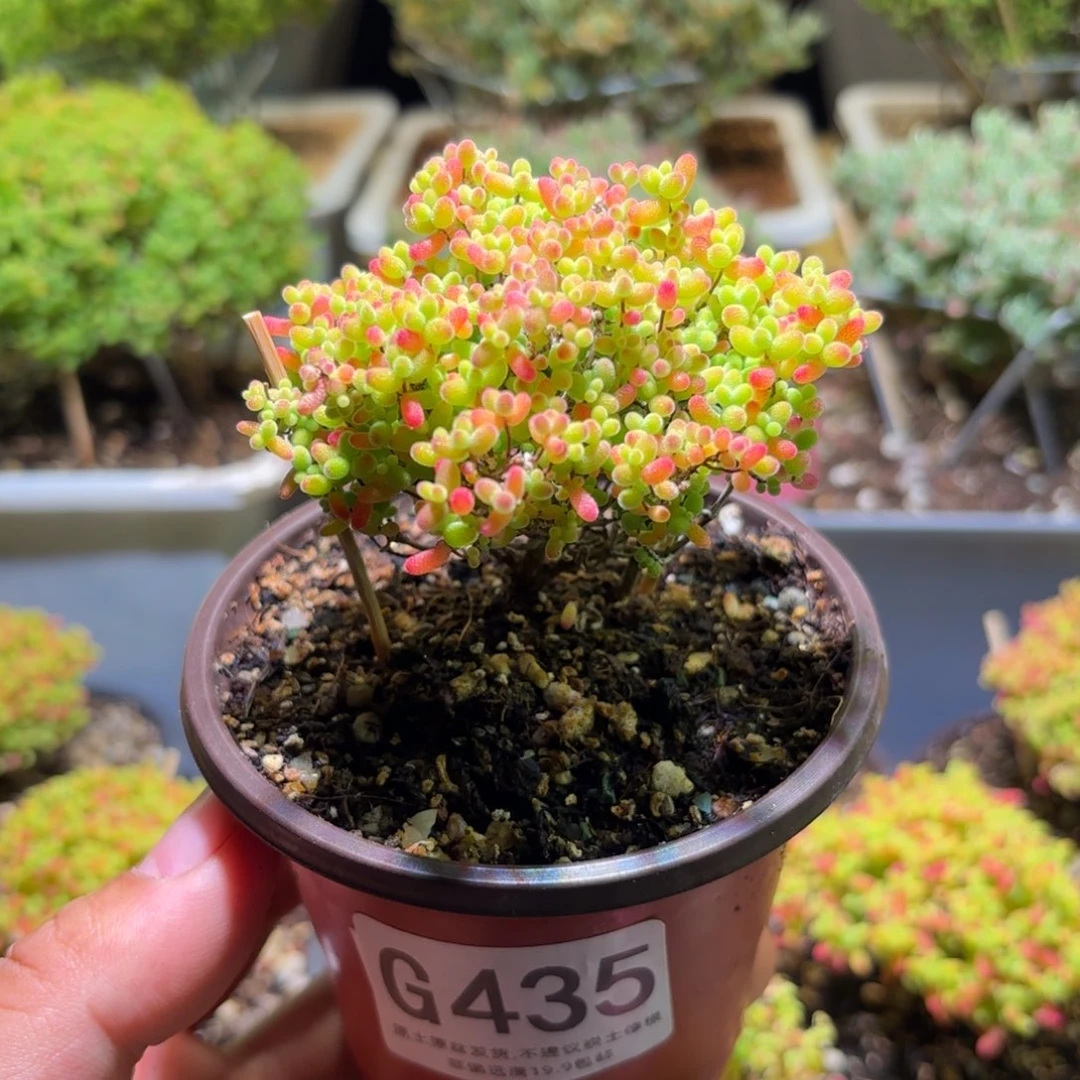 枝干番杏密橘糖球G435