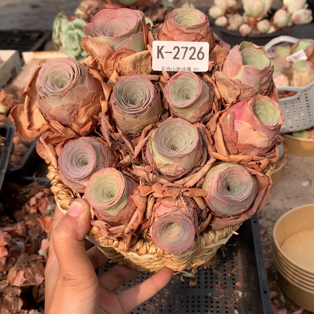 2726带篮子精品货12颗