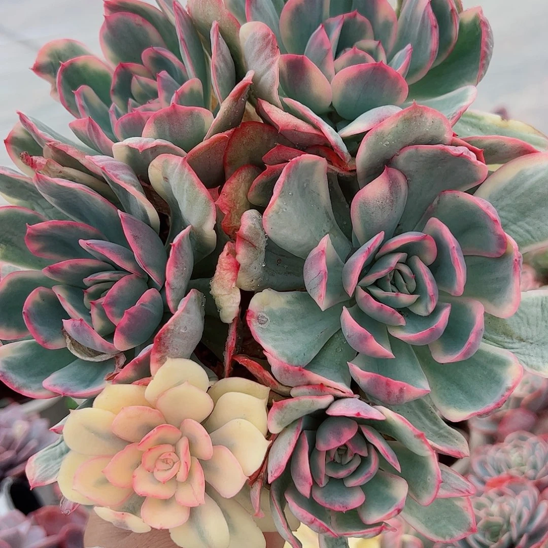 绮罗仙子锦多头群生