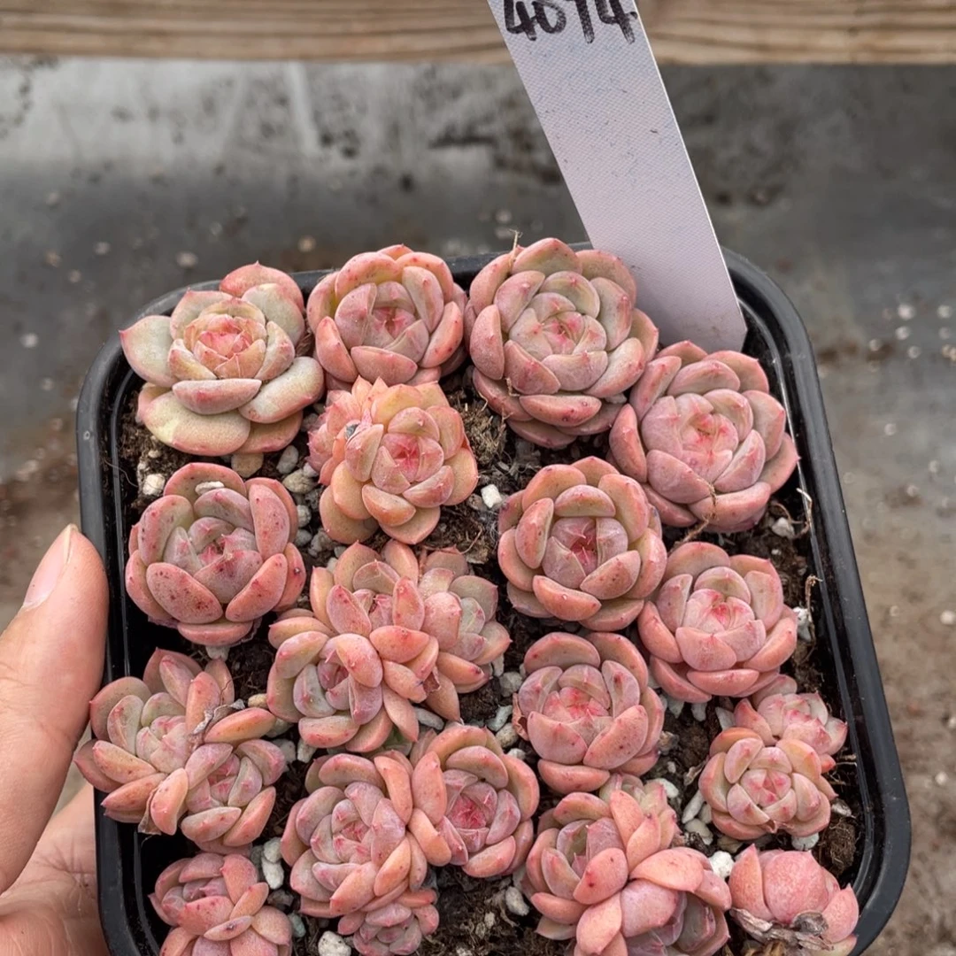 云糖心多肉植物440