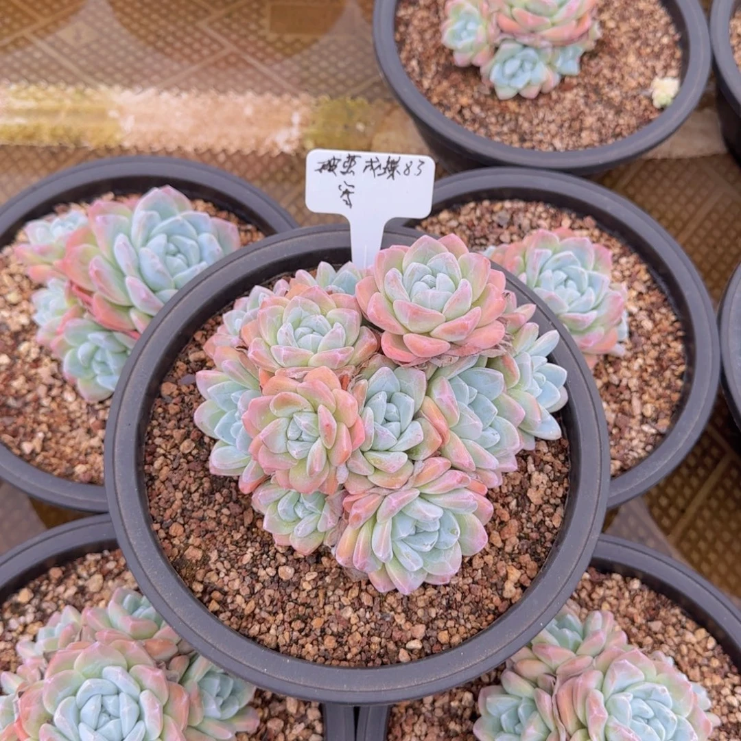 安之若素的破茧成蝶寄养