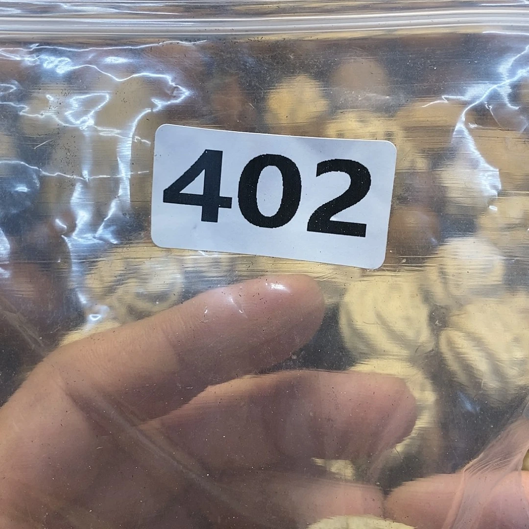柏香籽/百香籽吊坠余*