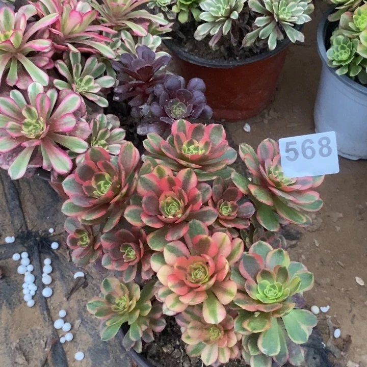 568琳琅绣球多肉