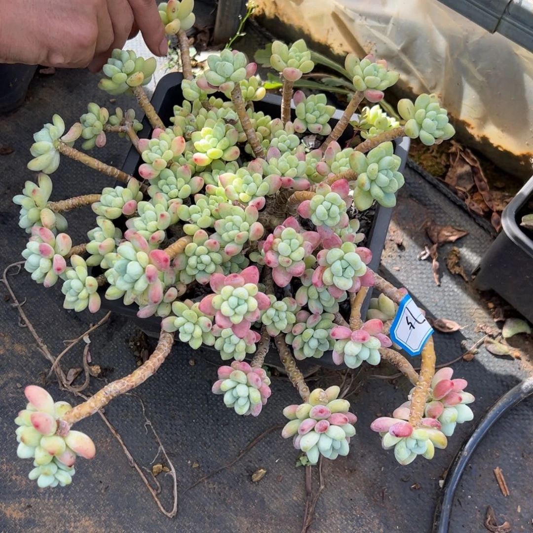 罗琦多肉075号多肉