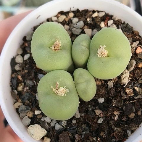 多肉肉锥 5头园艺空卡佛