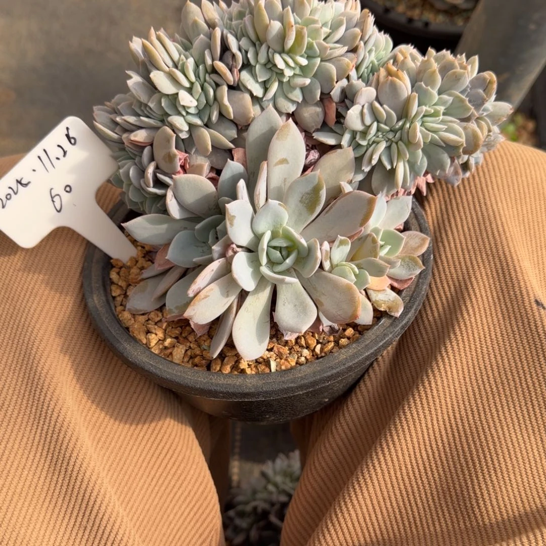 一物一拍白茶胸花树缀60