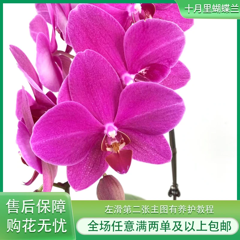 十月里蝴蝶兰【红蜻蜓】开花株 微瑕