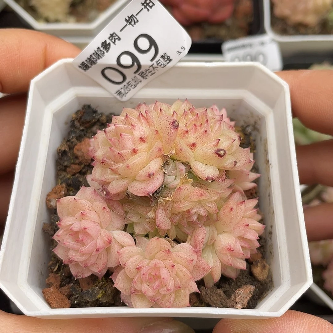 099 3.5一物一拍精品美肉