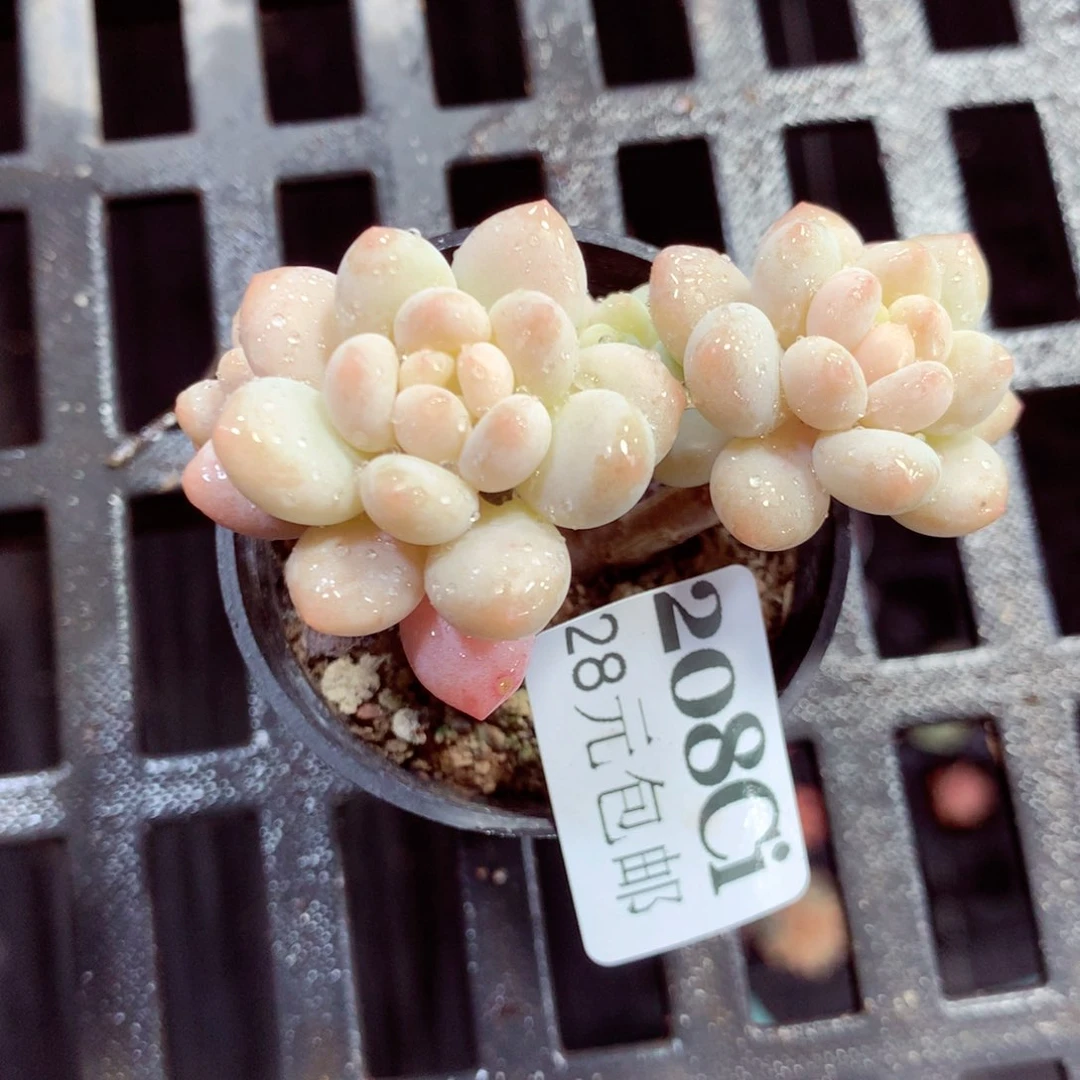 5厘米盆精控多肉208