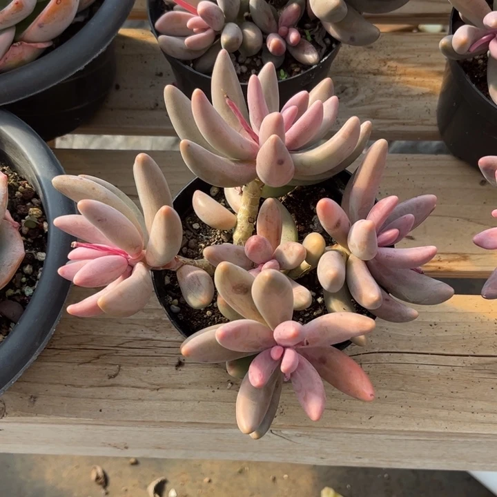 红手指多肉植物3 4