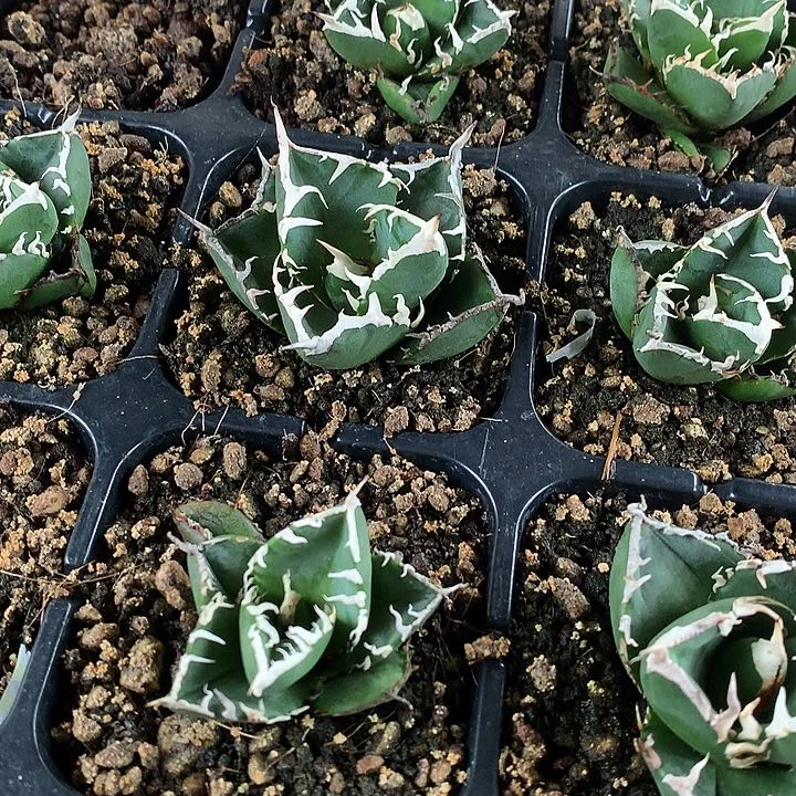 龙舌兰仁王冠立可白顶芽