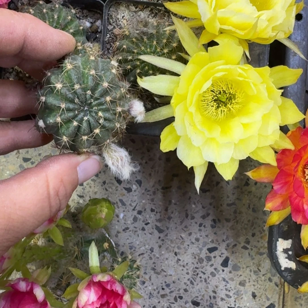 305，丽花秋月根脱土发货斑3公分左右花苞，20包邮