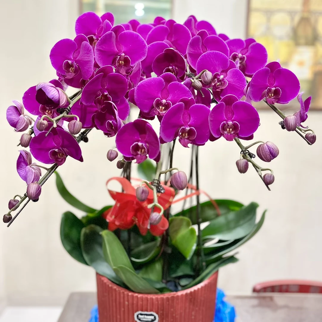蝴蝶兰8珠特级品质花期超长