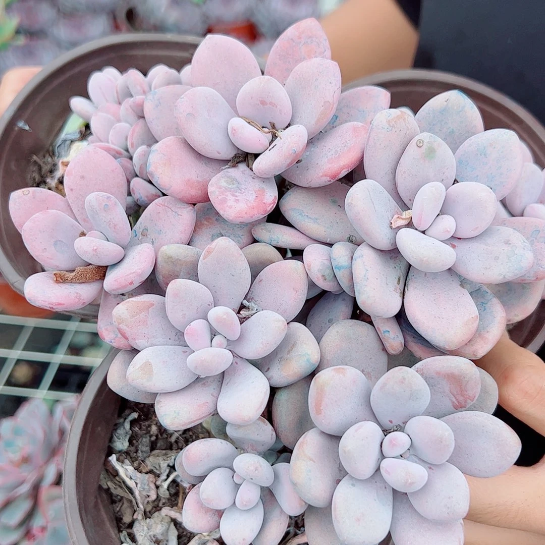 桃蛋多头群生三盆