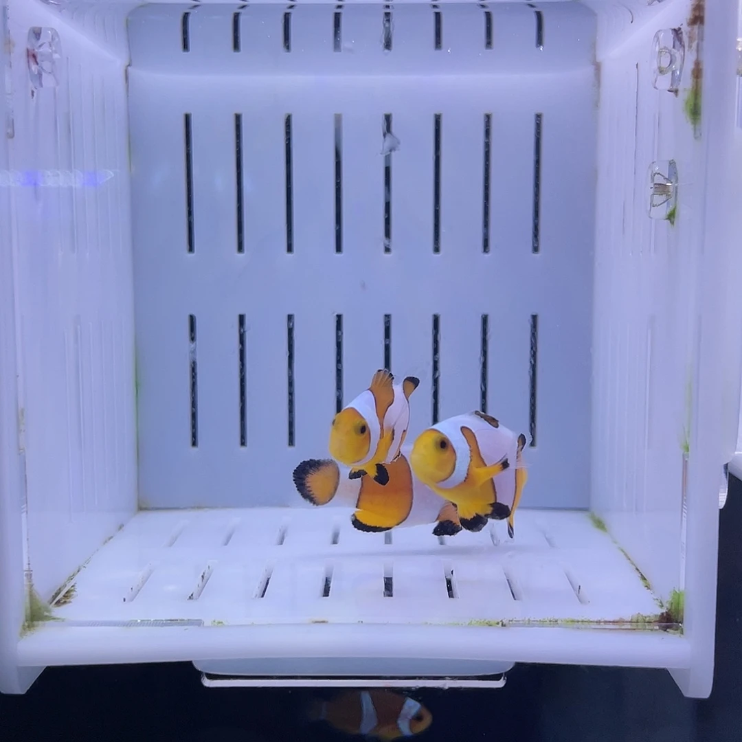 海水鱼达芬奇公子