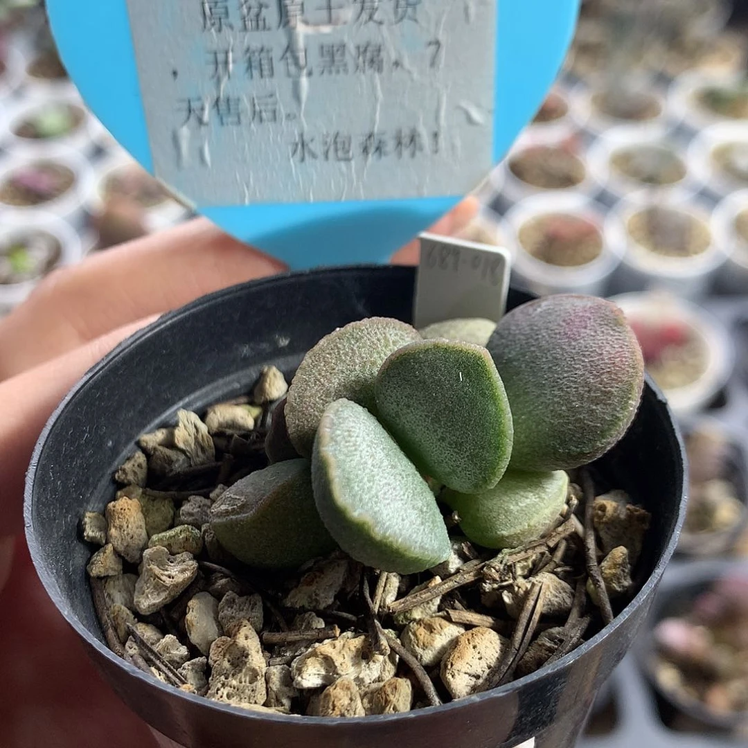 F023 优选种播实生