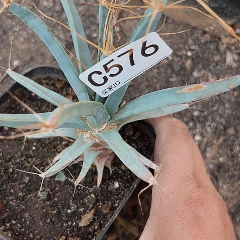 576实生光山仙人球的