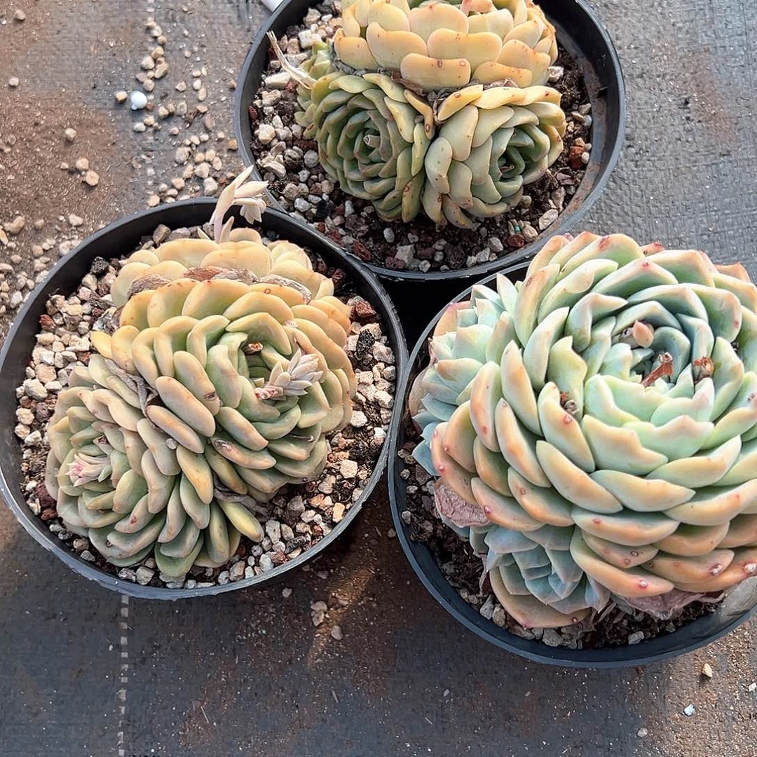 一**年多肉植物一物一拍