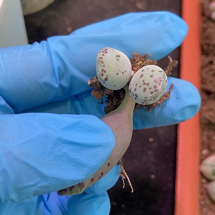 海豹锦基因多肉植物