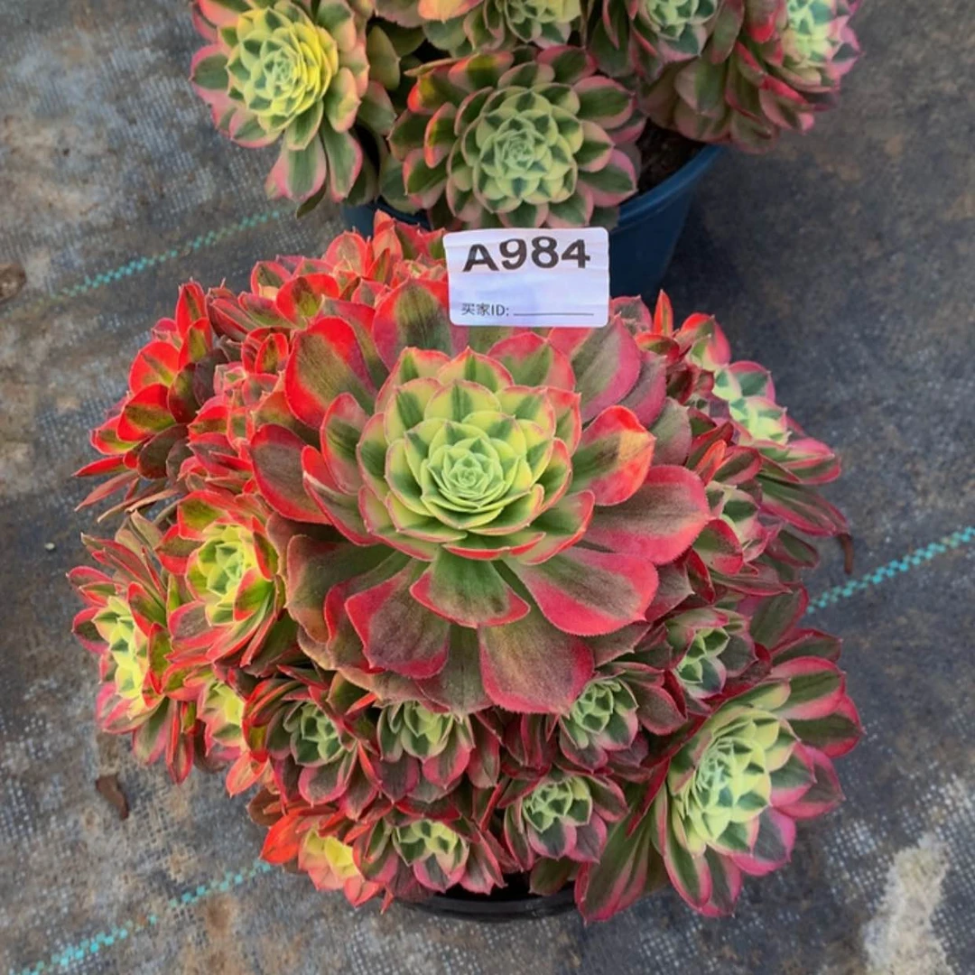 【闪购商品】984玉姿