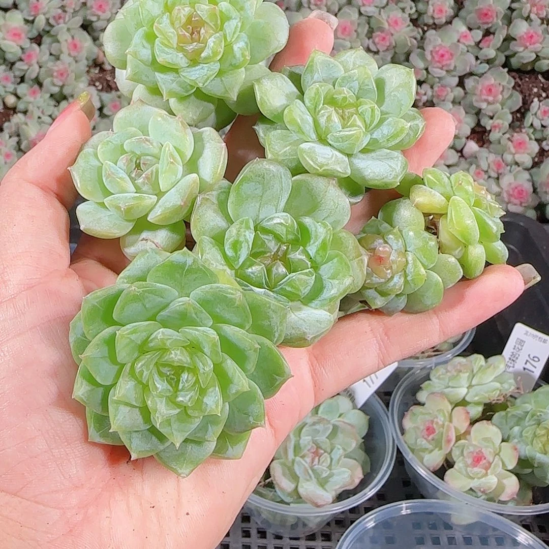 0018---179糖心珍妮