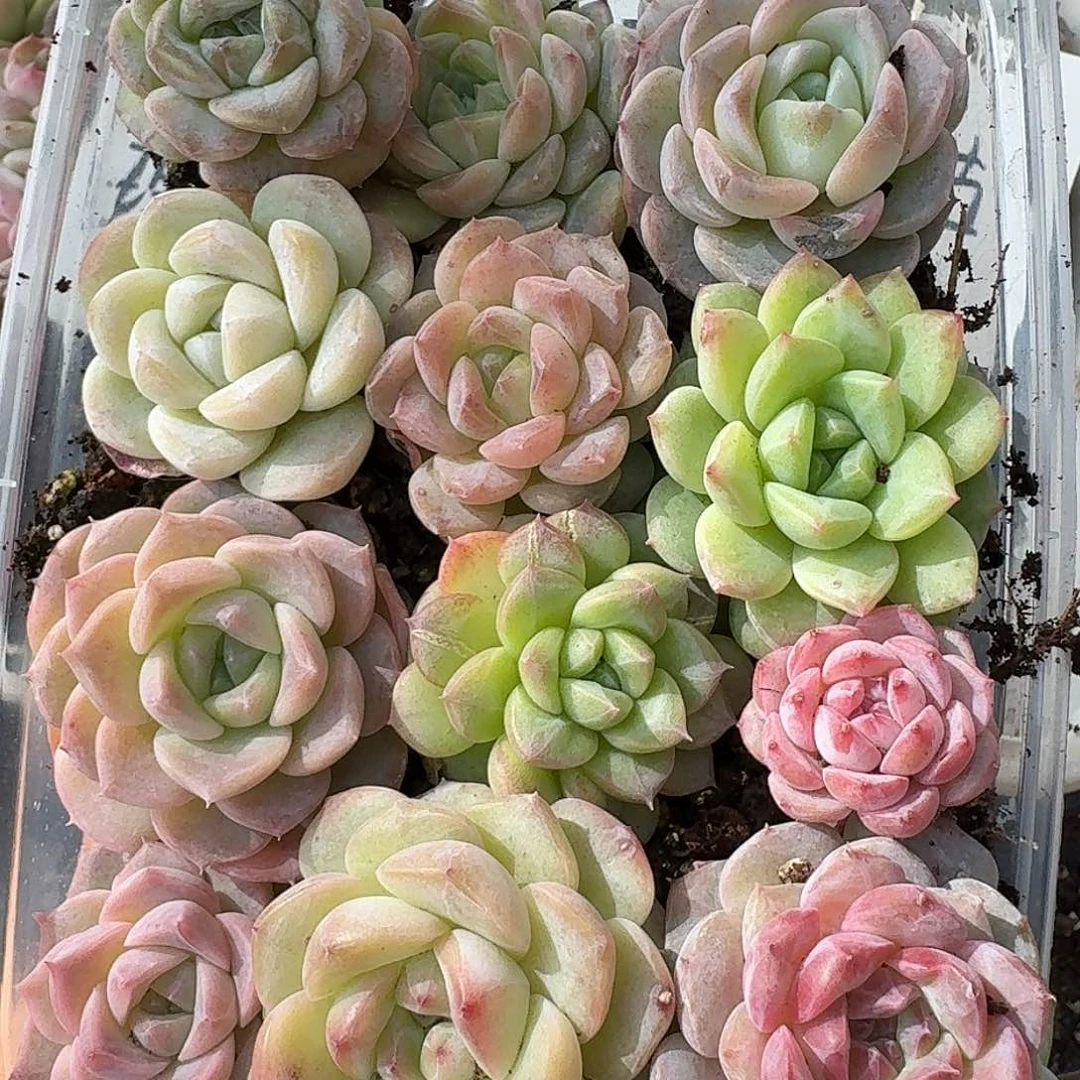 杂交新品珍妮多肉1442