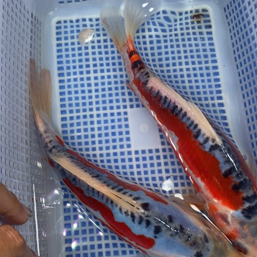 锦鲤冷水锦鲤包邮