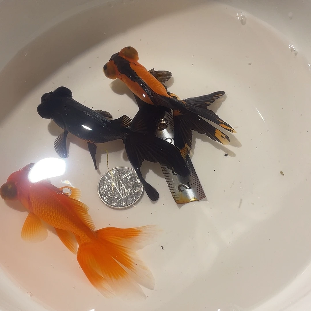 中国大陆敏敏水族