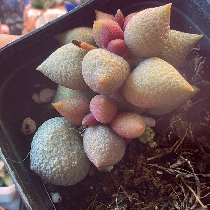 一物一拍感谢支持