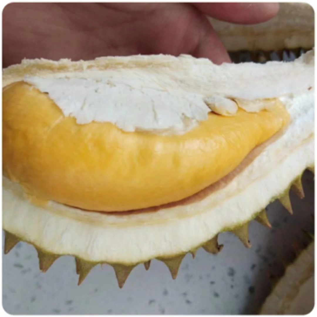 泰国老树新鲜榴莲一个1000克-1100克（核大）托曼尼猫山王泰国